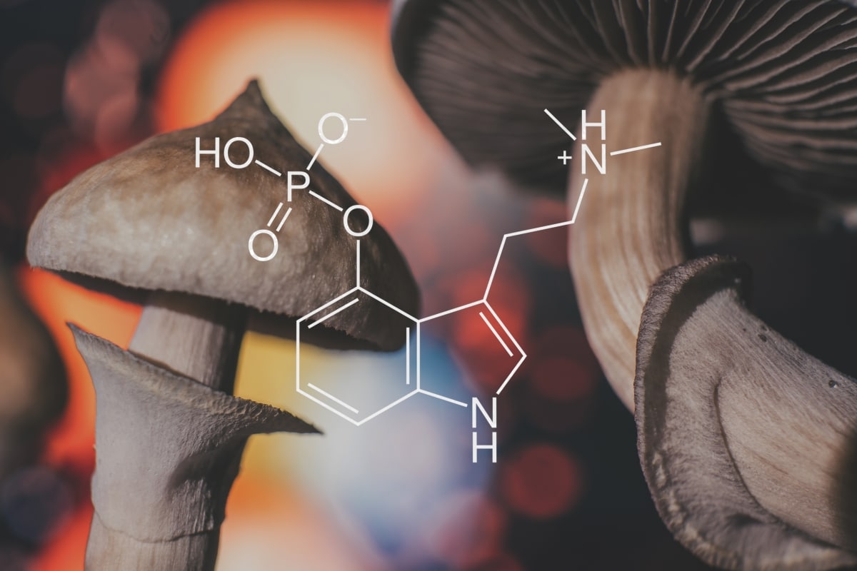 chemical formula of psilocybin on a blackboard Mushroom. Psilocybin mushroom. Close up Magic shroom. Psychedelic drug. Dry Psilocybe cubensis. Albino A strain.